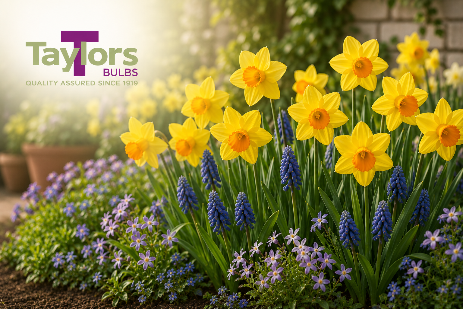Taylor_s_Bulbs