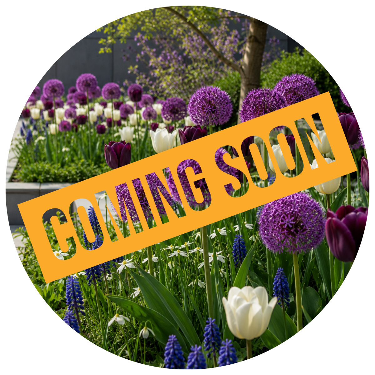 SPRING FLOWERING BULBS