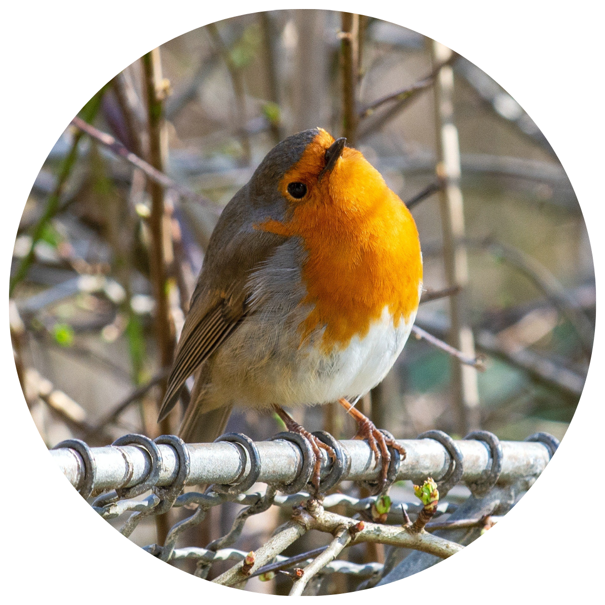 WILD BIRD FOOD