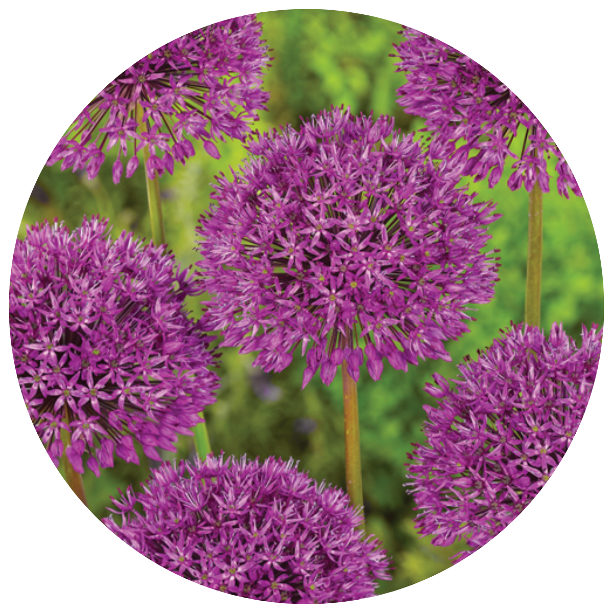 ALLIUM BULBS