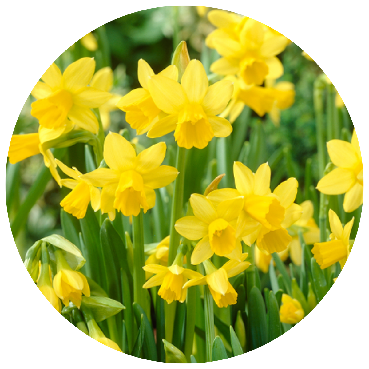 DAFFODIL BULBS