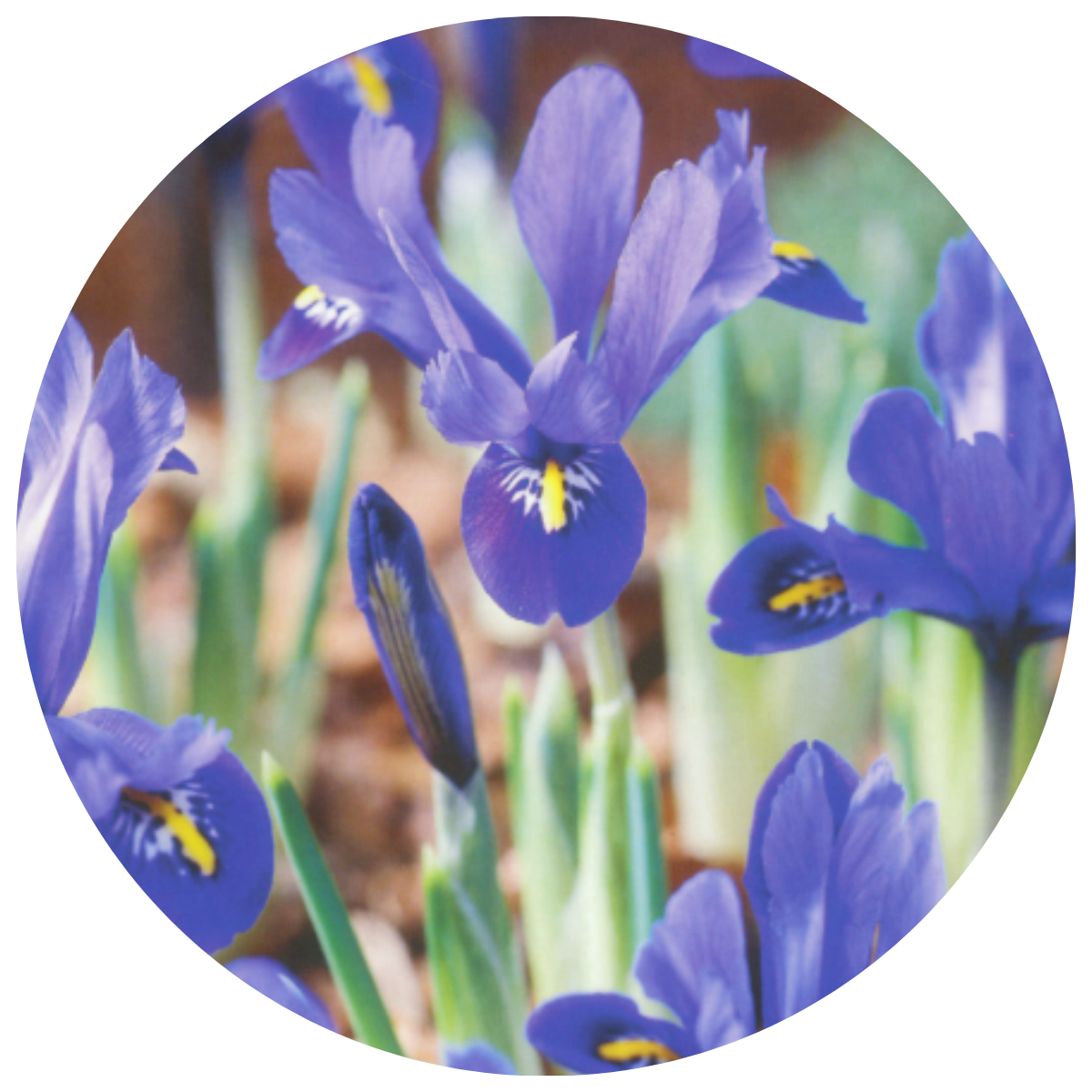 IRIS BULBS