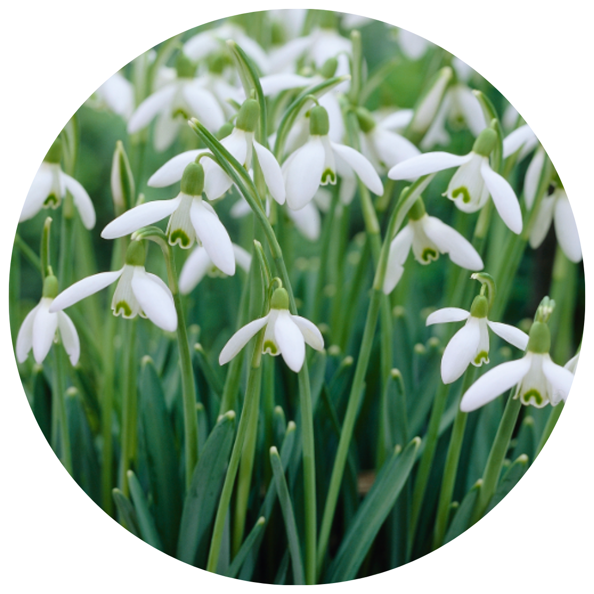 SNOWDROP BULBS