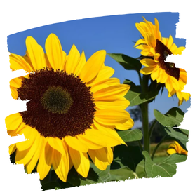 FLOWER SEEDS
