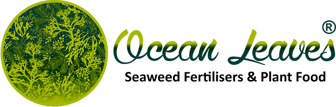 ocean_leaves